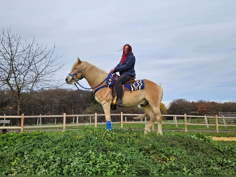 Haflinger Gelding 7 years 14,1 hh Chestnut-Red in Linkenbach
