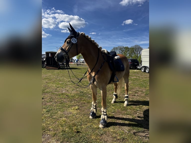 Haflinger Gelding 7 years 14,2 hh Chestnut-Red in Elsoff