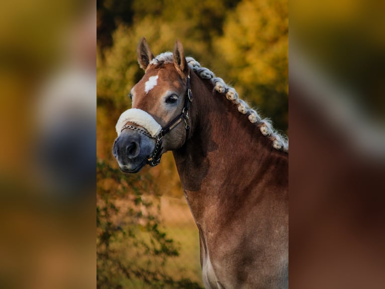 Haflinger Gelding 7 years 14,2 hh Chestnut-Red in Elsoff