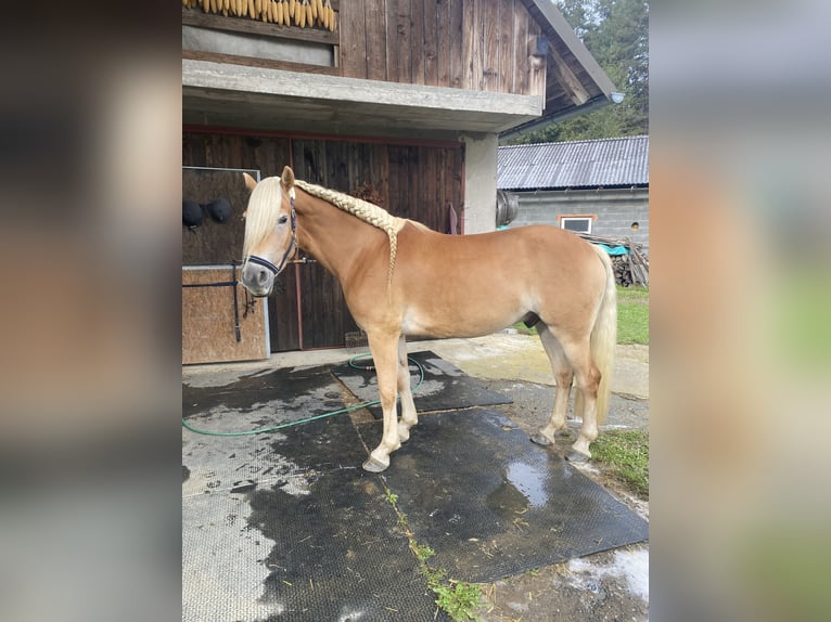 Haflinger Gelding 7 years 15.1 hh Chestnut-Red in Leutschach