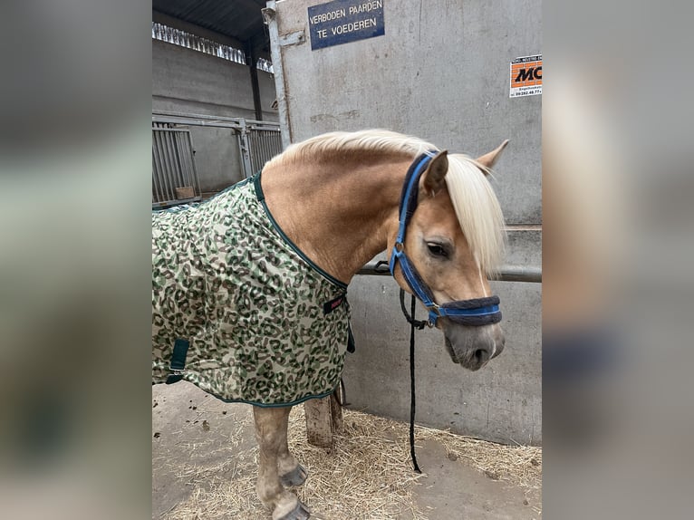 Haflinger Gelding 7 years 15,1 hh Chestnut-Red in Veurne