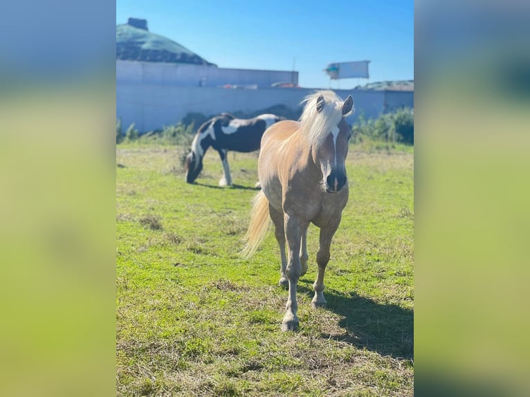 Haflinger Gelding 7 years 15,1 hh Chestnut-Red in Veurne