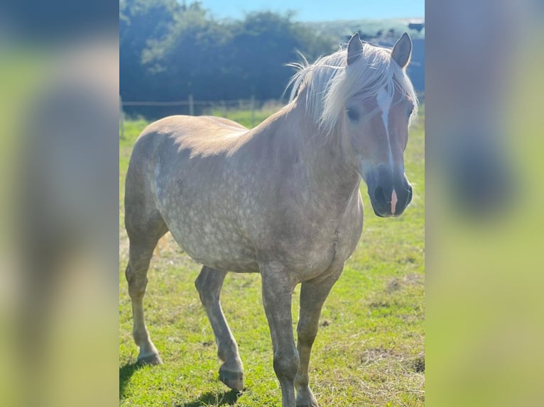 Haflinger Gelding 7 years 15,1 hh Chestnut-Red in Veurne