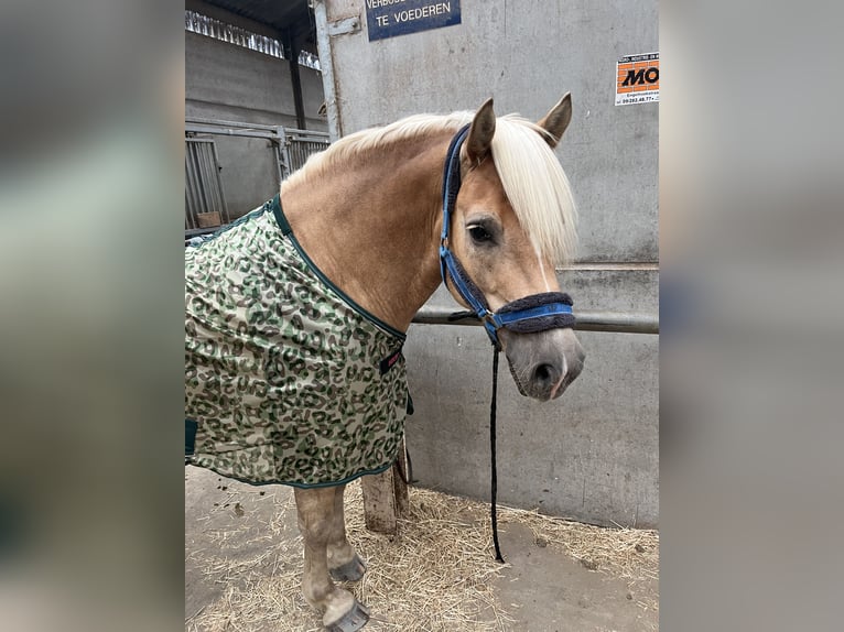 Haflinger Gelding 7 years 15,1 hh Chestnut-Red in Veurne