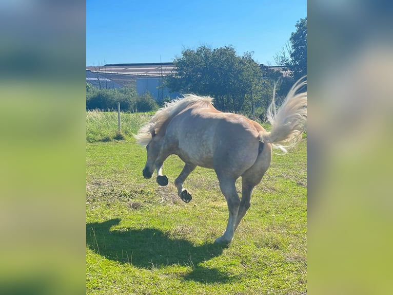 Haflinger Gelding 7 years 15,1 hh Chestnut-Red in Veurne