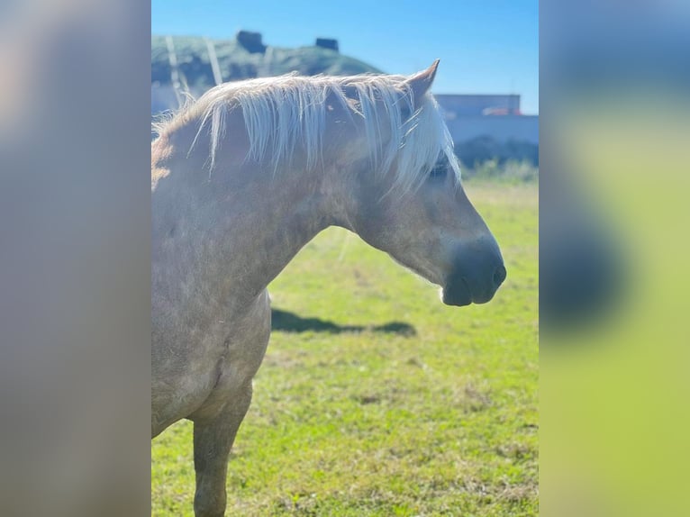 Haflinger Gelding 7 years 15,1 hh Chestnut-Red in Veurne