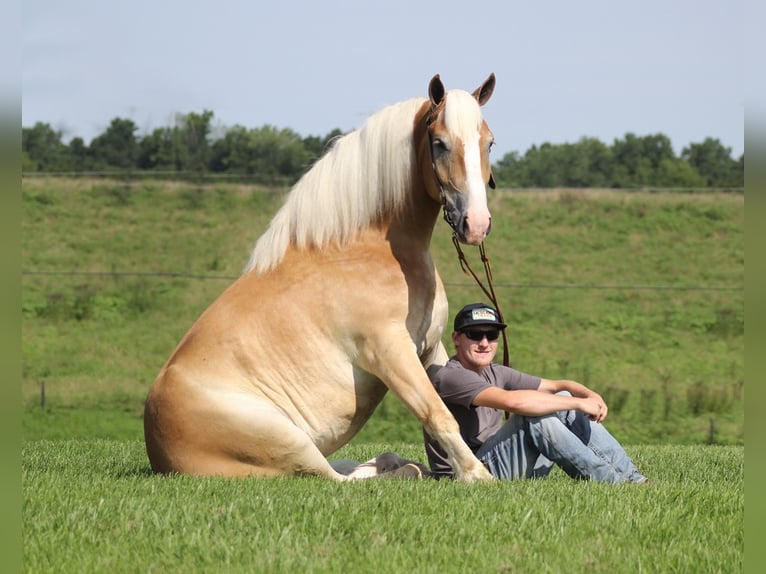 Haflinger Gelding 7 years 15,1 hh Palomino in Whitley city Ky