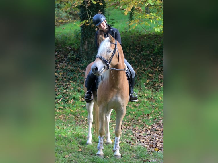 Haflinger Gelding 7 years 15 hh Brown-Light in Merklingen