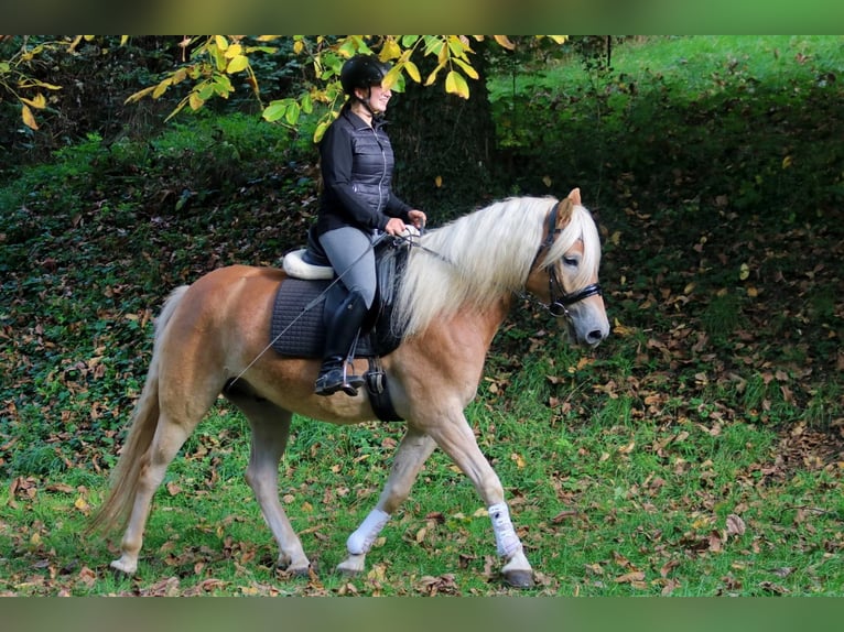 Haflinger Gelding 7 years 15 hh Brown-Light in Merklingen