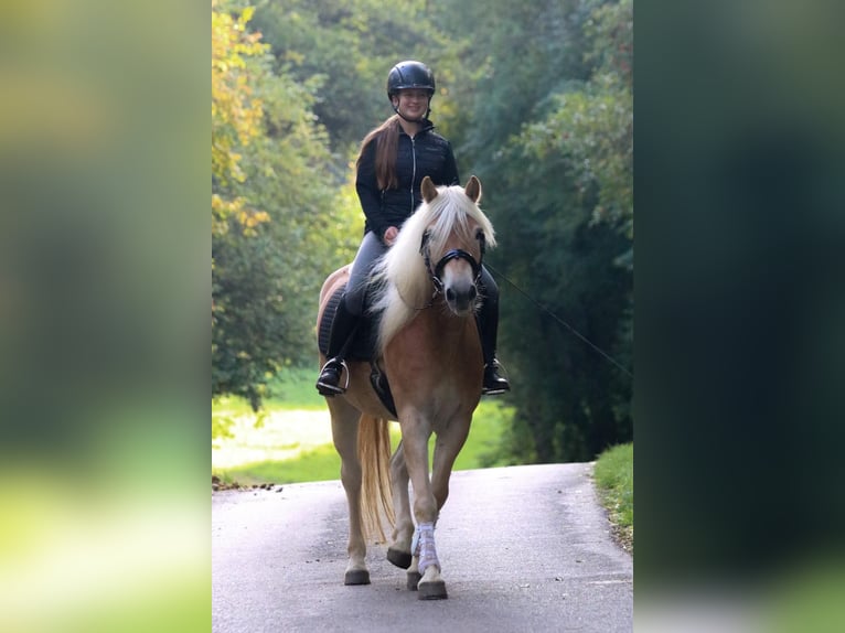 Haflinger Gelding 7 years 15 hh Brown-Light in Merklingen