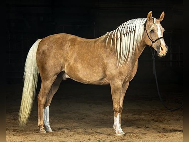 Haflinger Gelding 7 years 15 hh Palomino in Princeville, IL