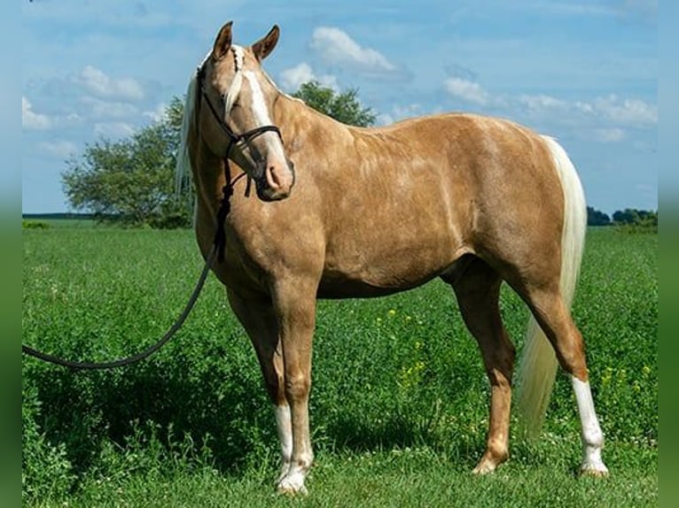 Haflinger Gelding 7 years 15 hh Palomino in Princeville, IL