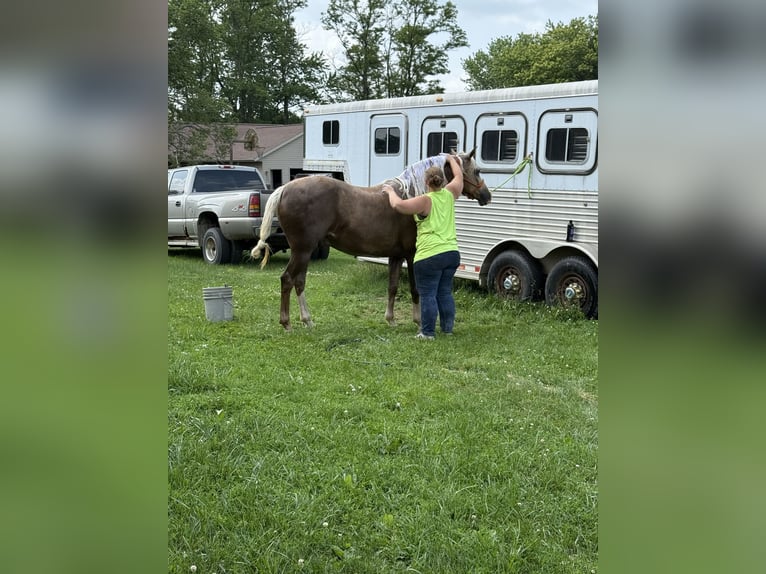 Haflinger Gelding 7 years 15 hh Palomino in Princeville, IL