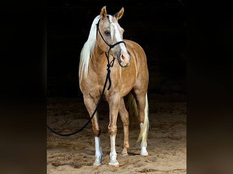 Haflinger Gelding 7 years 15 hh Palomino in Princeville, IL