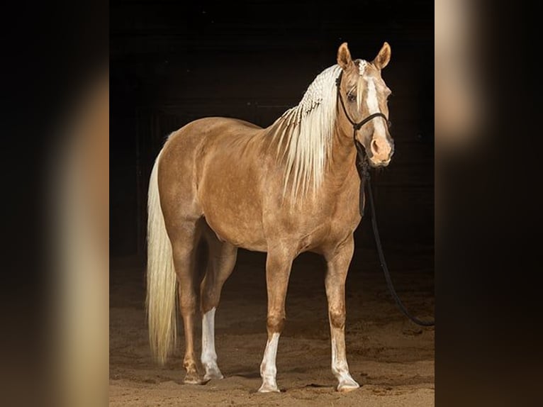Haflinger Gelding 7 years 15 hh Palomino in Princeville, IL
