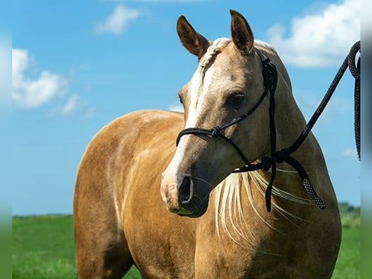 Haflinger Gelding 7 years 15 hh Palomino in Princeville, IL