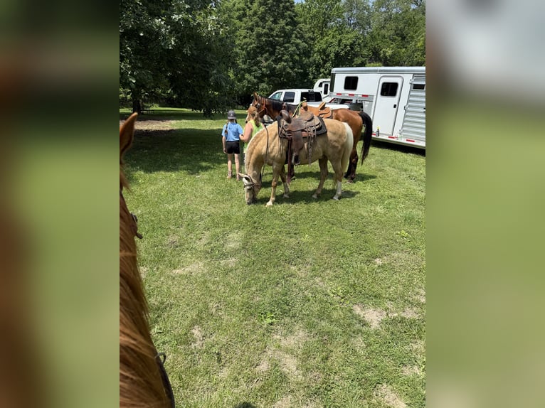 Haflinger Gelding 7 years 15 hh Palomino in Princeville, IL