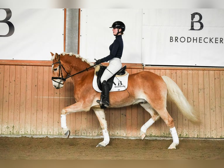 Haflinger Gelding 7 years 15,1 hh Chestnut-Red in Riedstadt