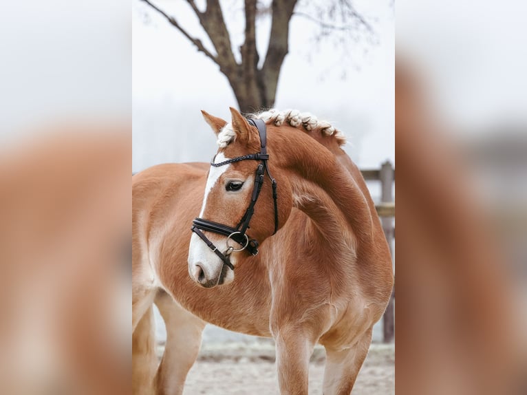 Haflinger Gelding 7 years 15,1 hh Chestnut-Red in Riedstadt