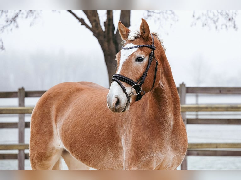 Haflinger Gelding 7 years 15,1 hh Chestnut-Red in Riedstadt