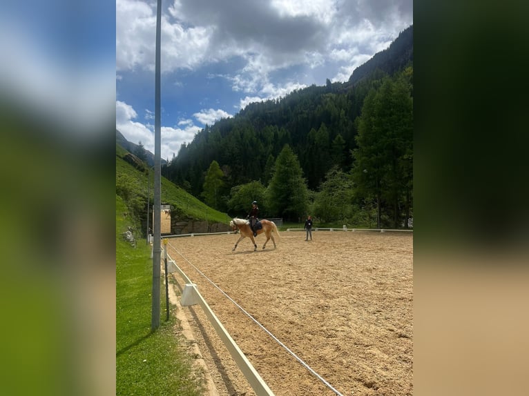 Haflinger Gelding 7 years 15,1 hh Sorrel in Umhausen
