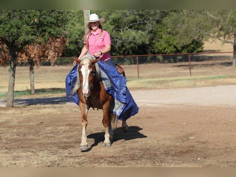 Haflinger Gelding 8 years 13 hh Palomino in Joshua, TX