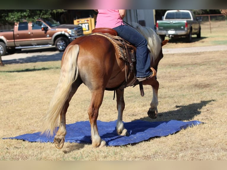 Haflinger Gelding 8 years 13 hh Palomino in Joshua, TX