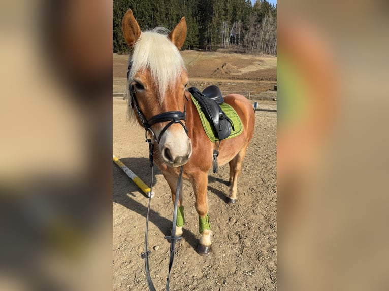 Haflinger Gelding 8 years 14.1 hh  in Spielberg
