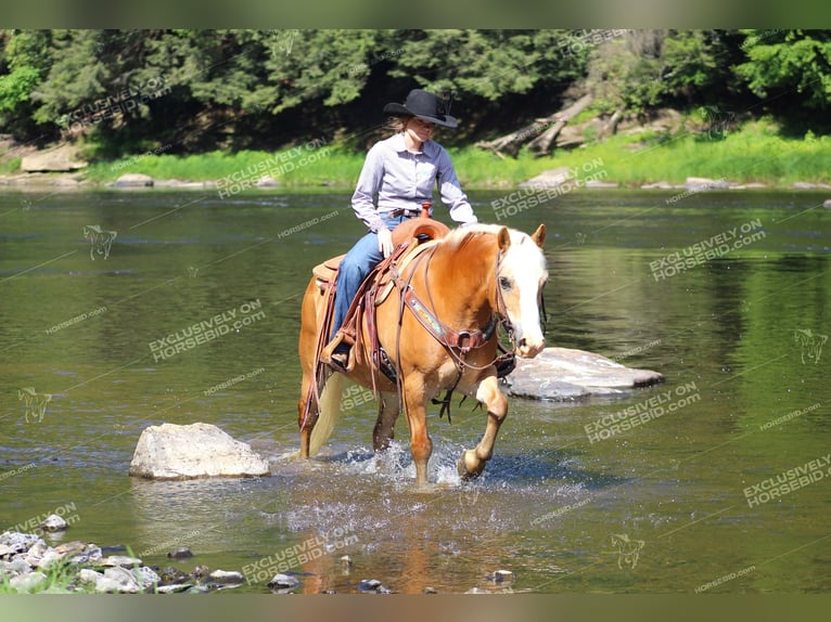 Haflinger Gelding 8 years 14,1 hh Palomino in Shippenville, PA