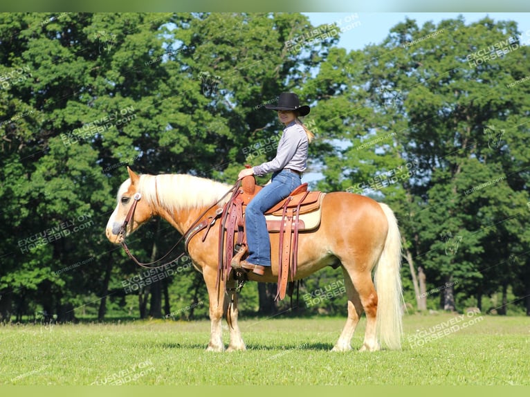 Haflinger Gelding 8 years 14,1 hh Palomino in Shippenville, PA