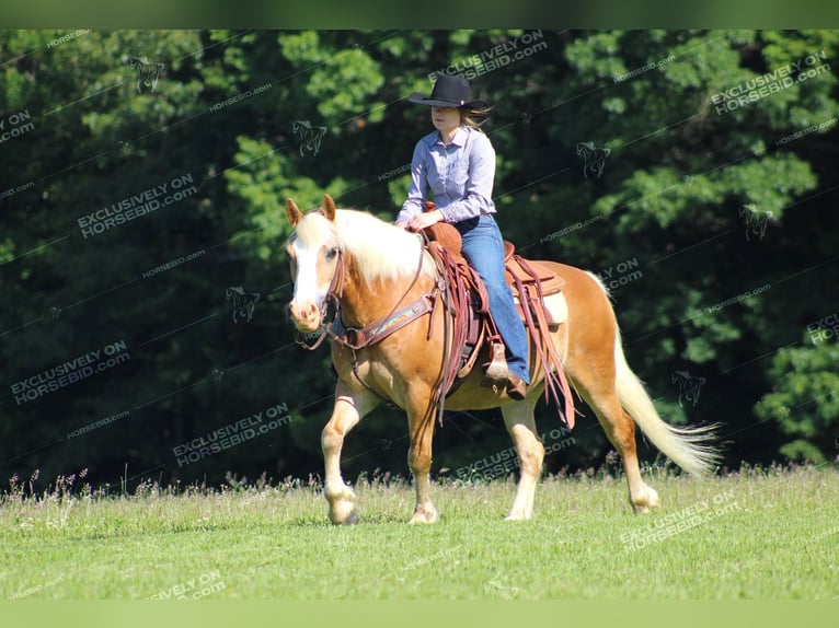 Haflinger Gelding 8 years 14,1 hh Palomino in Shippenville, PA