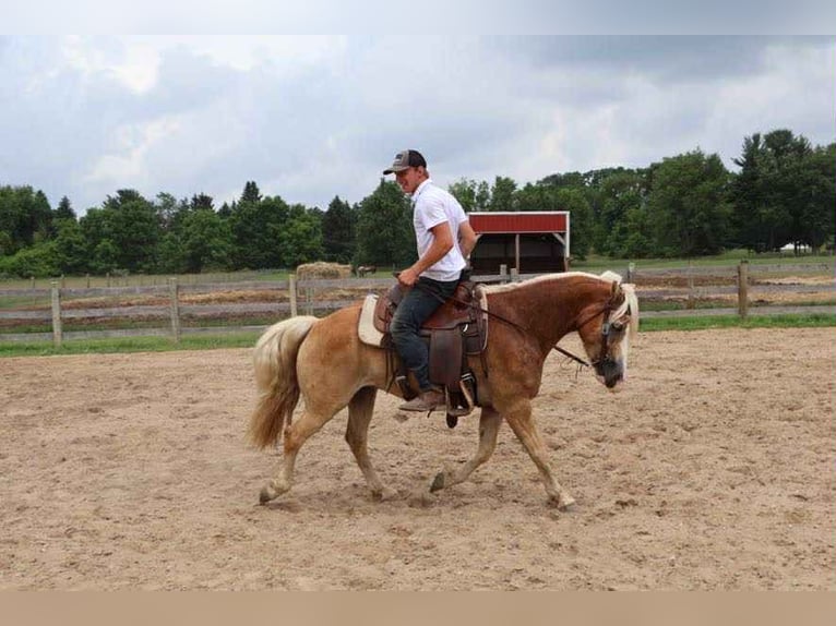 Haflinger Gelding 8 years 14,1 hh Palomino in Howell, MI