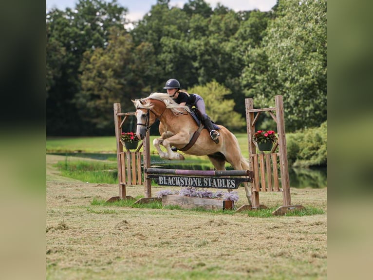 Haflinger Gelding 8 years 14,1 hh Palomino in Howell, MI