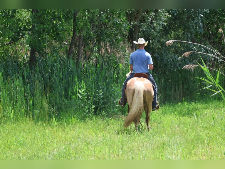 Haflinger Gelding 8 years 14,1 hh Palomino in Howell, MI