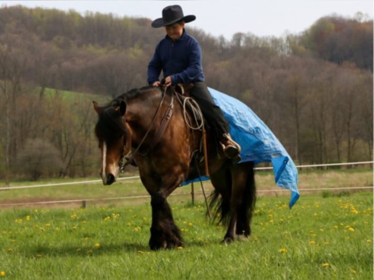 Haflinger Gelding 8 years 14,2 hh Buckskin in Dundee OH