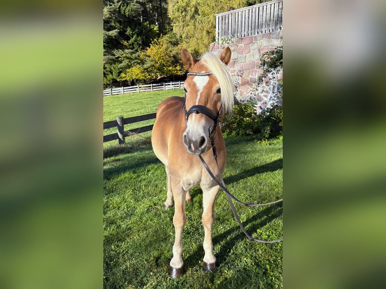 Haflinger Gelding 8 years 14.2 hh Chestnut-Red in Bozen/Südtirol