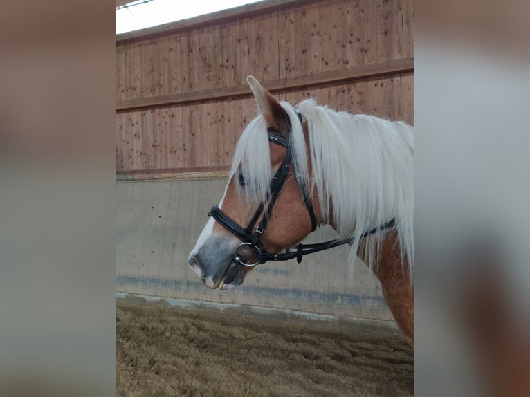Haflinger Gelding 8 years 14.2 hh Chestnut-Red in Baisweil