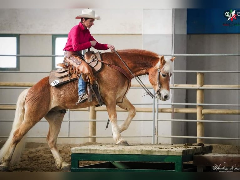 Haflinger Gelding 8 years 14,2 hh Chestnut-Red in Eppan an der Weinstraße