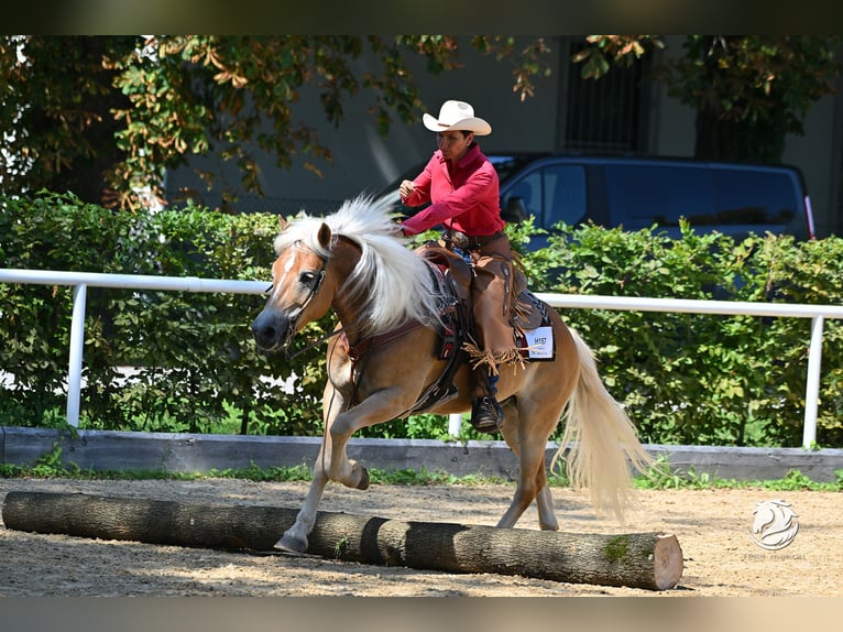 Haflinger Gelding 8 years 14,2 hh Chestnut-Red in Eppan an der Weinstraße