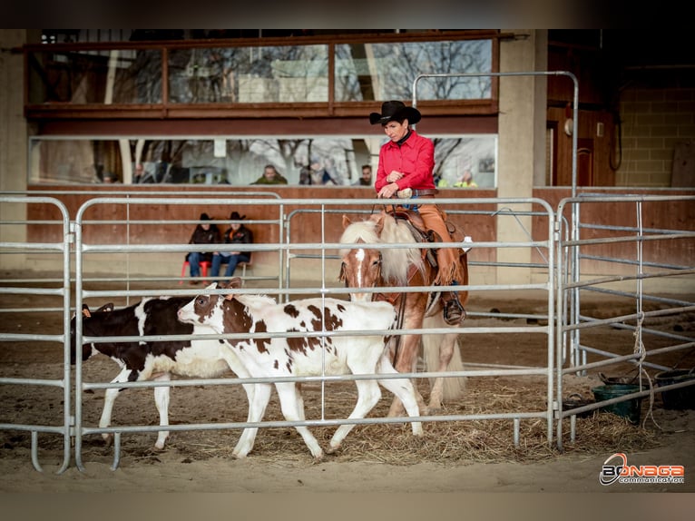 Haflinger Gelding 8 years 14,2 hh Chestnut-Red in Eppan an der Weinstraße