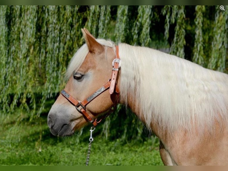 Haflinger Gelding 8 years 14,2 hh Chestnut-Red in Eppan an der Weinstraße