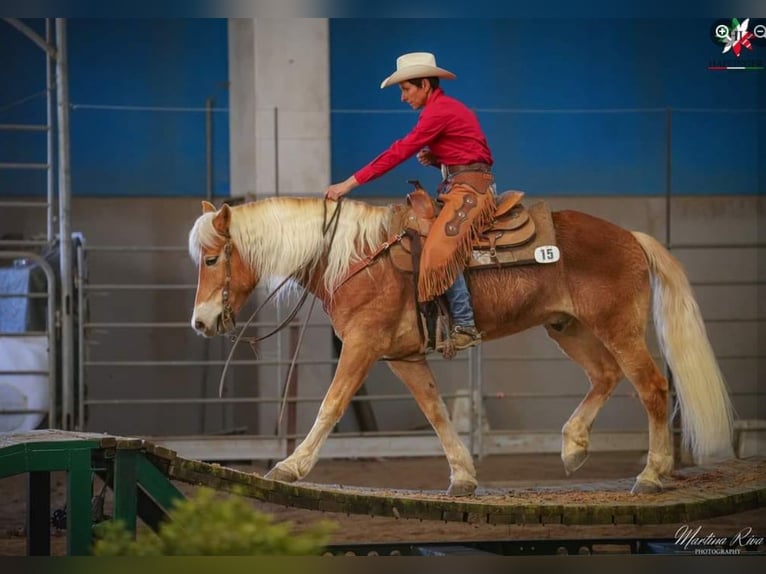 Haflinger Gelding 8 years 14,2 hh Chestnut-Red in Eppan an der Weinstraße