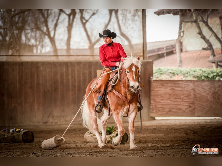 Haflinger Gelding 8 years 14,2 hh Chestnut-Red in Eppan an der Weinstraße