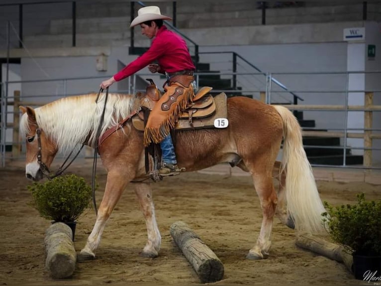 Haflinger Gelding 8 years 14,2 hh Chestnut-Red in Eppan an der Weinstraße