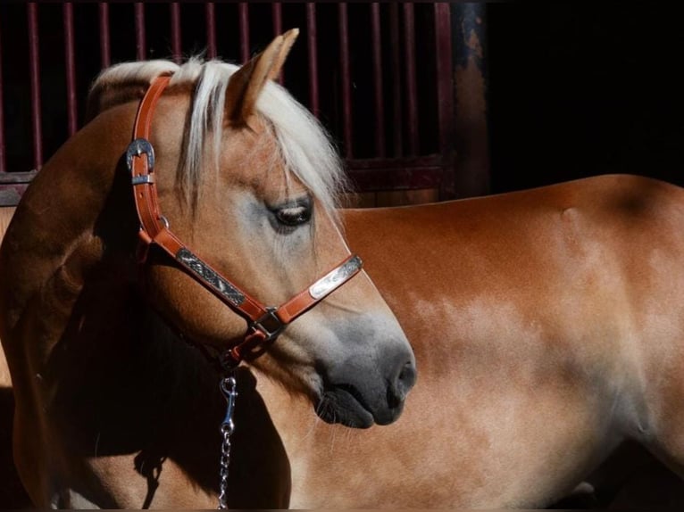 Haflinger Gelding 8 years 14,2 hh Chestnut-Red in Eppan an der Weinstraße