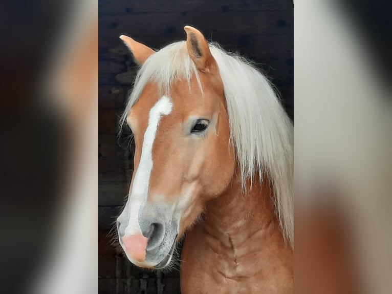 Haflinger Gelding 8 years 14 hh Palomino in Landsberg am Lech