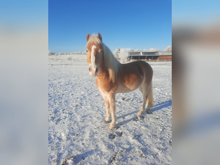 Haflinger Gelding 8 years 14 hh Palomino in Landsberg am Lech