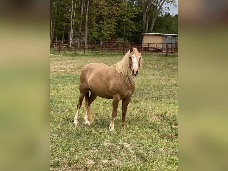 Haflinger Gelding 8 years 14 hh Palomino in Ramseur