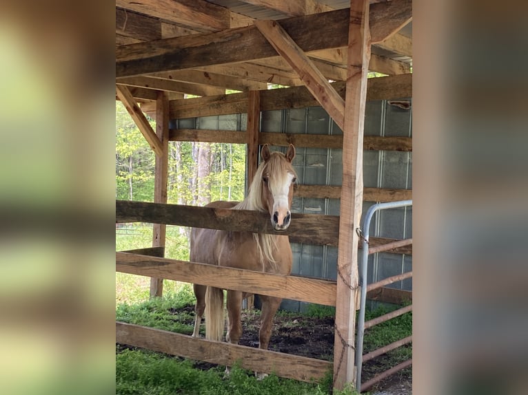 Haflinger Gelding 8 years 14 hh Palomino in Ramseur