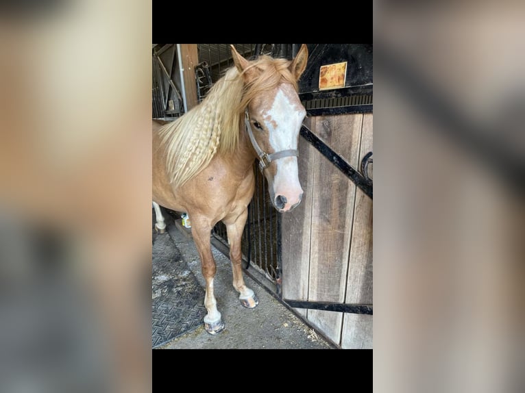 Haflinger Gelding 8 years 14 hh Palomino in Ramseur